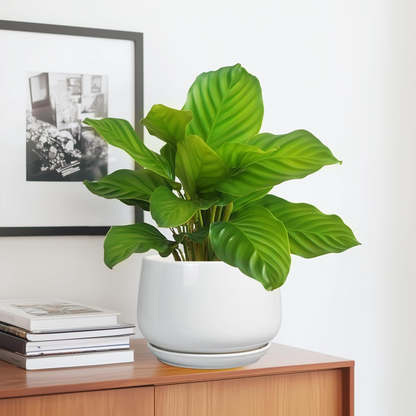 17 cm White Ceramic Plant Pot with Drainage Hole & Saucer